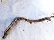 Tankeinf?llstutzen Tankrohr Kraftstoffrohr Opel Astra, G 1998.09 - 2004.12 90572650,90572650 1105895