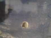 Waschwasserdüse Scheibenreinigung Ford Mondeo, 2007.03 - 2013.06 Gebraucht,