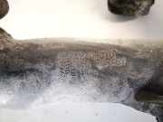 Schlauch für Luftversorgung Toyota Auris, I E15 2006.10 - 2012.10 177520r010, 17752-0r010