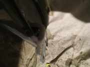 Türscharnier Hinten Toyota Auris, I E15 2006.10 - 2012.10 Gebraucht,