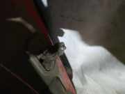 T?rfangband T?rbremse T?rstopper - Hinten Rechts Fiat Punto, 2005.10 - 2012.03 Gebraucht,