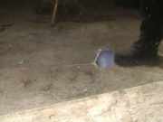 Waschwasserdüse Scheibenreinigung Volvo S40, 2004.01 - 2007.03 Gebraucht,