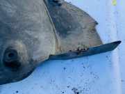 Unterfahrschutz Chrysler Crossfire, I 2004.01 - 2008.12 A1936800120,