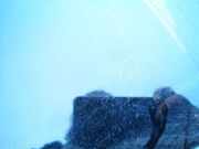 Seitenfenster Seitenscheibe - Hinten Rechts Ford Mondeo, 1996.09 - 2000.11 Gebraucht,