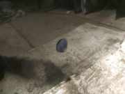 Waschwasserdüse Scheibenreinigung Renault Scenic, I 1999.09 - 2003.06 facelift Gebraucht,