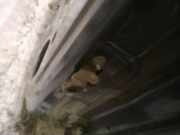 T?rfangband T?rbremse T?rstopper - Hinten Linke Opel Zafira, B 2005.07 - 2008.01 Gebraucht,