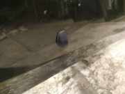 Waschwasserdüse Scheibenreinigung Toyota Corolla Verso, III 2004.05 - 2007 Gebraucht,