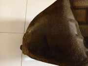 Radhausschale - Hinten Linke Ford Focus, 2011.04 - 2018 Gebraucht,