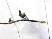 Ölmessstab Toyota Corolla, 2001.11 - 2004.02 Gebraucht,