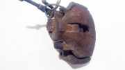 Bremssattel - Vorne Rechts Audi A6, C6 2008.10 - 2011.08 facelift Gebraucht,