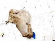 Scheibenwaschbehälter Vorne Wischwasserbehälter Audi A4, B5 1994.11 - 1999.09 8d0955453b,