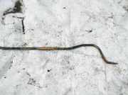 Stabilisator Stabi Hinten Hinterachse BMW 5-Series, E39 1995.11 - 2003.06 Gebraucht,