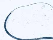 Seilzug Feststellbremse Citroen C4, I 2004.11 - 2008.06 Gebraucht,