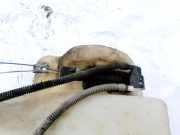 Waschwasserpumpe Scheibenreinigung Lancia Phedra 2002 - 2006 Gebraucht ,