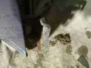 Türscharnier Vorne Nissan Micra, K12 2003.01 - 2007.06 Gebraucht,