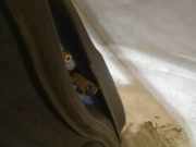 T?rfangband T?rbremse T?rstopper - Vorne Rechts Suzuki Ignis 2001 - 2008 Gebraucht,