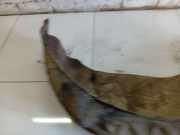 Radhausschale - Hinten Linke Citroen C4 Grand Picasso, I 2006.01 - 2013.06 Gebraucht,