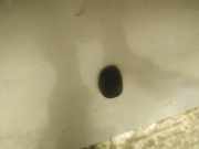 Waschwasserdüse Scheibenreinigung Mazda Premacy, 1999.01 - 2005.03 Gebraucht ,