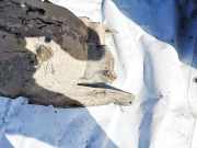 Radhausschale - Hinten Linke Mercedes-Benz W202, 1993.03 - 2000.05 2026983730,