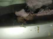 Wischermotor - Hinten Kia Ceed, I 2006.12 - 2010.05 Gebraucht ,