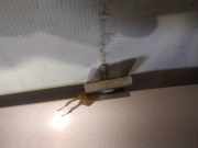 Lang Heckklappe Scharniere Scharnier - Hinten Rechts Volkswagen Golf, V 2003.10 - 2008.10 Gebraucht, BLS