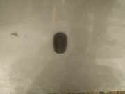 Waschwasserdüse Scheibenreinigung Ford Focus, 2004.11 - 2008.06 Gebraucht,