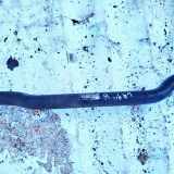 Stabilisator Stabi Hinten Hinterachse Opel Astra, G 1998.09 - 2004.12 Gebraucht,