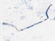 Stabilisator Vorne Renault Scenic, I 1999.09 - 2003.06 facelift Gebraucht,