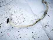 Verschluss Waschwasserbehälter BMW 5-Series, F07F10 F11 2010.03 - 2016.12 11868015,