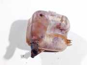 Ausgleichsbehälter Opel Zafira, B 2005.07 - 2008.01 460029937, 13127129