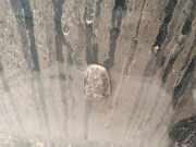 Waschwasserdüse Scheibenreinigung Volvo S80, 1998.05 - 2004.06 Gebraucht,