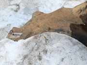 Radhausschale - Vorne Rechts Volkswagen Passat, B2 1980.01 - 1988.03 Gebraucht,