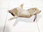 Scheibenwaschbeh?lter Vorne Wischwasserbeh?lter Fiat Doblo, 2000.03 - 2005.10 Gebraucht,