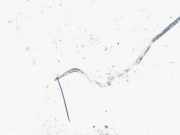 Stabilisator Stabi Hinten Hinterachse BMW 5-Series, E39 1995.11 - 2003.06 Gebraucht,