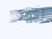 Stoßstangenträger vorne Opel Astra, G 1998.09 - 2004.12 Gebraucht,