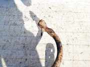 Stabilisator Vorne Renault Laguna, I 1994.01 - 2001.03 Gebraucht,