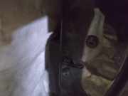 Türschloss Stangen - Vorne Rechts Seat Leon, II 2005.05 - 2012.06 Gebraucht,