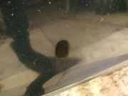 Waschwasserd?se Scheibenreinigung Nissan Almera Tino 2000.08 - 2003.09 Gebraucht,