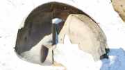 Radhausschale - Hinten Rechts Audi A6, C5 1997.01 - 2001.08 4B0810172D,4B0810172D