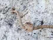 Stabilisator Stabi Hinten Hinterachse Mercedes-Benz X164 2007 - 2012 Gebraucht,