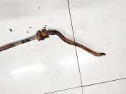 Stabilisator Stabi Hinten Hinterachse Kia Ceed, I 2006.12 - 2010.05 Gebraucht,