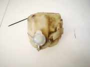 Ausgleichsbehälter Mazda Premacy, 1999.01 - 2005.03 823021120,823021-120