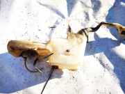 Scheibenwaschbehälter Vorne Wischwasserbehälter Seat Alhambra, 2000.06 - 2010.03 facelift 7m3955453p,