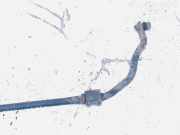 Stabilisator Vorne Toyota Avensis, III 2009.02 - 2012.06 Gebraucht,