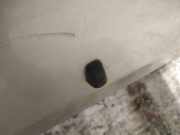 Waschwasserd?se Scheibenreinigung Toyota Corolla Verso, III 2004.05 - 2007 Gebraucht,