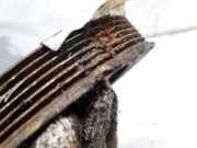 Riemenscheibe Kurbelwelle Ford Focus, 2011.04 - 2018 Gebraucht,