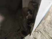 Türscharnier Vorne Citroen C3 Picasso, I 2009.02 - 2012.06 Gebraucht,