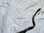 Stabilisator Vorne Renault Scenic, I 1996.01 - 1999.09 Gebraucht,