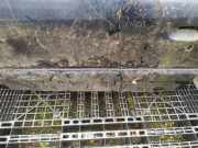 Zierleiste Tür Zier-Schutzleiste - Vorne Linke Citroen Xsara, I 2000.09 - 2005.03 facelift Gebraucht,