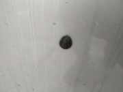 Waschwasserd?se Scheibenreinigung Renault Megane, I 1995.11 - 1999.02 Gebraucht,